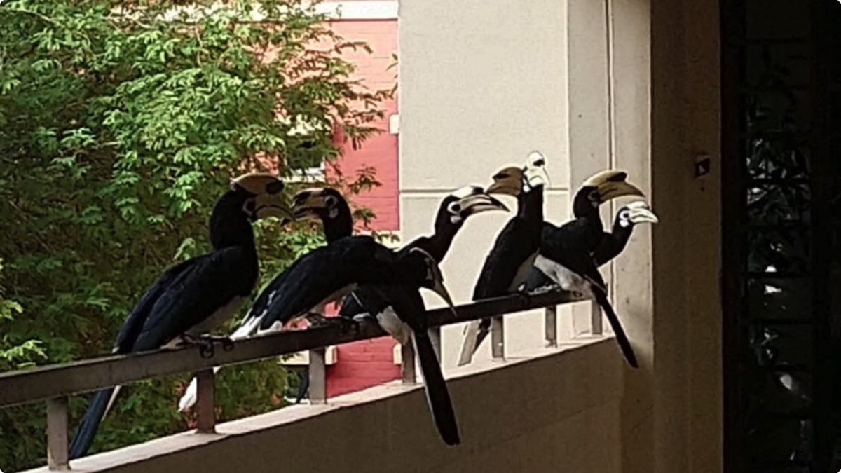 Pasir Ris 组屋走廊罕见出现八只犀鸟 Foodiesg