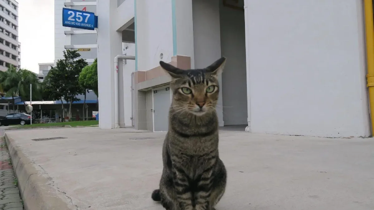 Singapore HDB open for cat